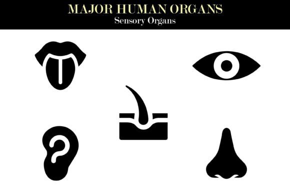 Human Sensory Organs Vector – Silhouette