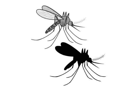 Mosquito Vector Illustration Isolated